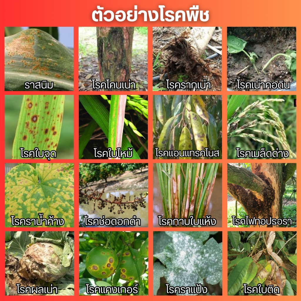 (ขวดขาว) คลอโรทาโลนิล+อะซอกซีสโตรบิน (2 พลังบวก) โรคใบไหม้ เน่าคอรวง ราน้ำค้าง แอนแทรคโนส ราสนิม ราดำ ราสแคป : 500 ซีซี - รูปที่ 2