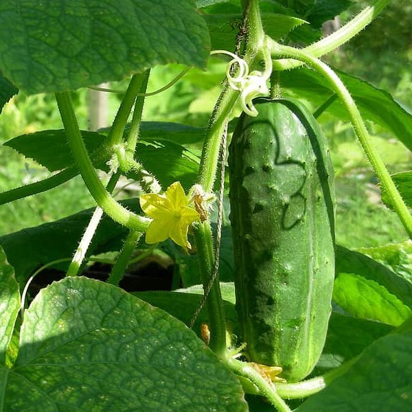 30 เมล็ด เมล็ดพันธุ์ แตงร้าน แตงชั้ง แตงขี้ไก่ แตงขี้ควาย Cucumber Seeds สายพันธุ์ เขียวภูเก้า F1 Se