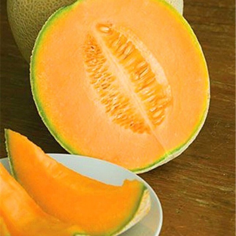 ปลูกง่าย ปลูกได้ทั่วไทย เมล็ดพันธุ์ เมล่อน หวานกรอบ (20เมล็ด/ซอง) Sweet Hami Melon Seeds Hami Melon Fruit Seeds