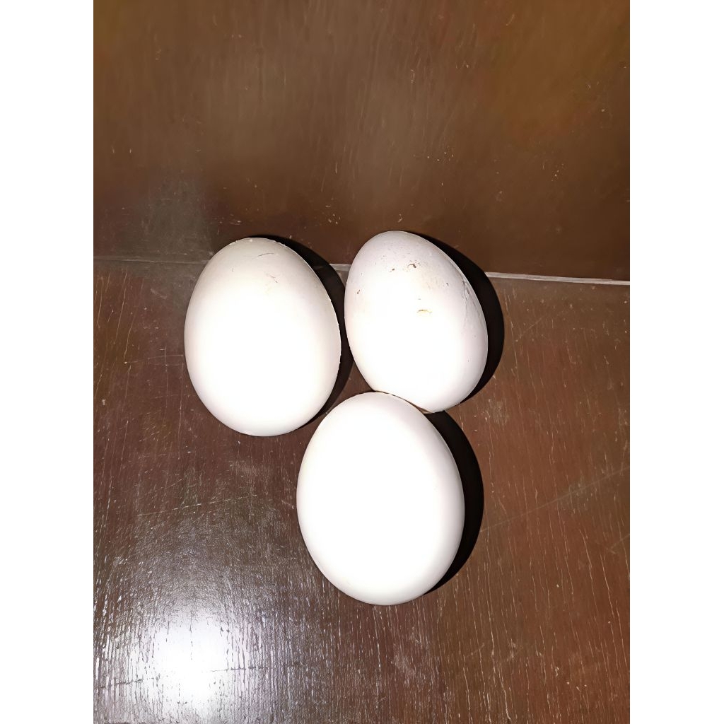 ไข่เชื้อ ไข่ไก่ซีไบร์ทสีทองแท้100% สายพันธุ์แท้แน่นอนครับ

