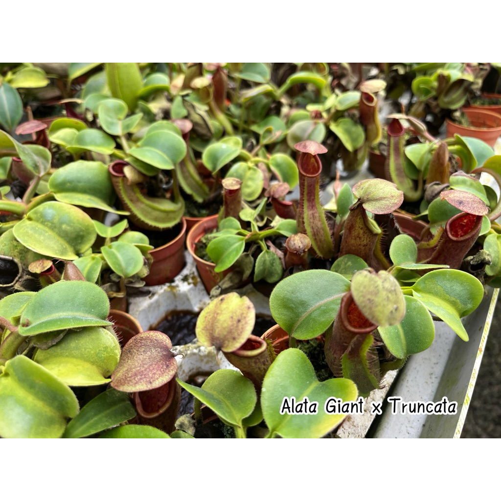 Alata giant  x  truncata red