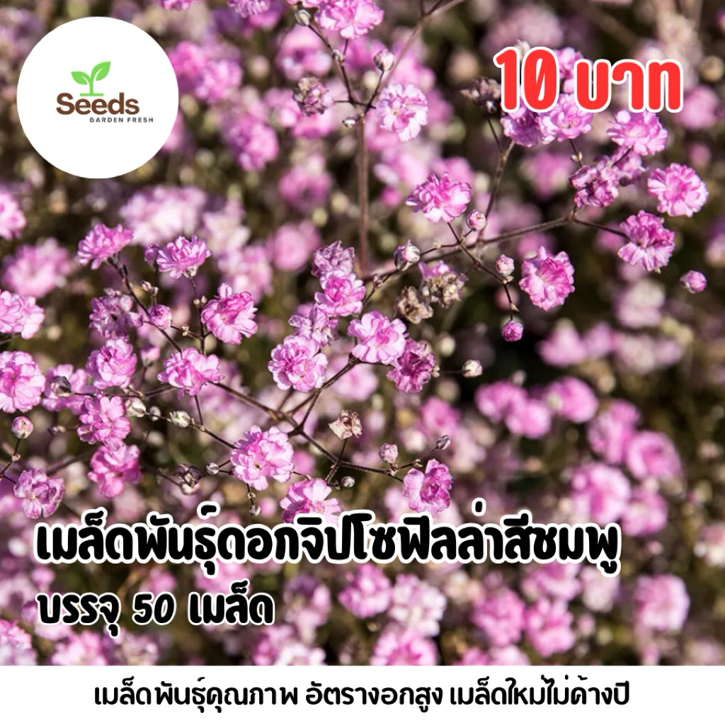 เมล็ดพันธุ์ดอกจิปโซฟิลล่าสีชมพู บรรจุ 50 เมล็ด