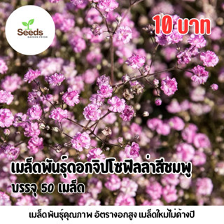 เมล็ดพันธุ์ดอกจิปโซฟิลล่าสีชมพู บรรจุ 50 เมล็ด