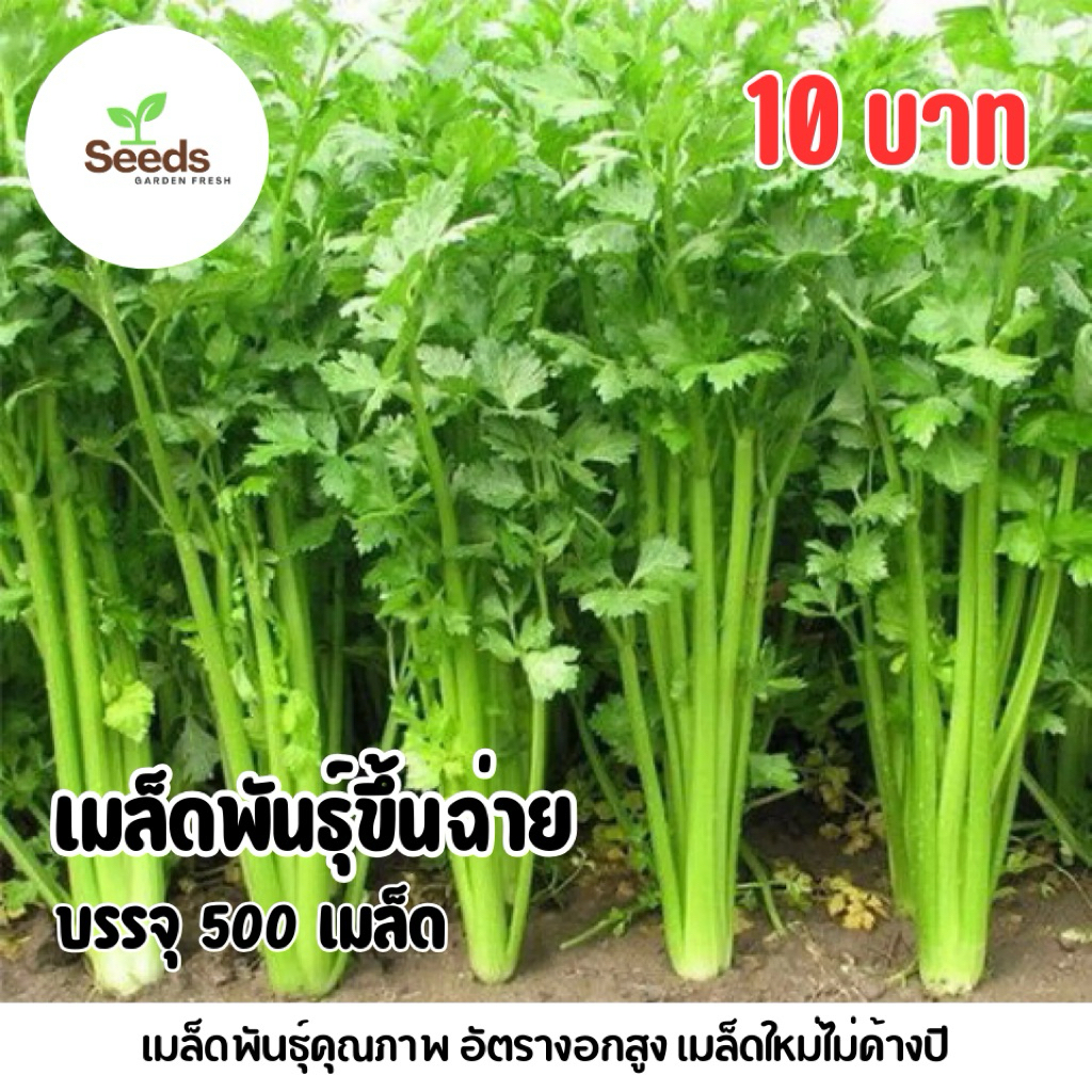 เมล็ดพันธุ์ขึ้นฉ่าย บรรจุ 500 เมล็ด