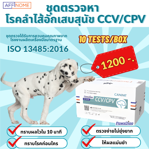 PawsDiag CCV/CPV ชุดทดสอบลำไส้อักเสบสำหรับสุนัข 10 Tests