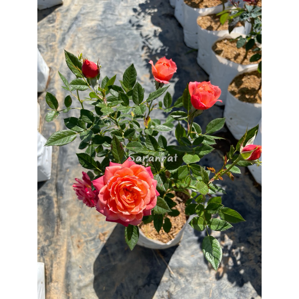 กุหลาบบริโอซ่า (Briosa Rose) ดอกสีส้มสดหรือส้มปนเหลือง ดอกดก เลี้ยงง่าย