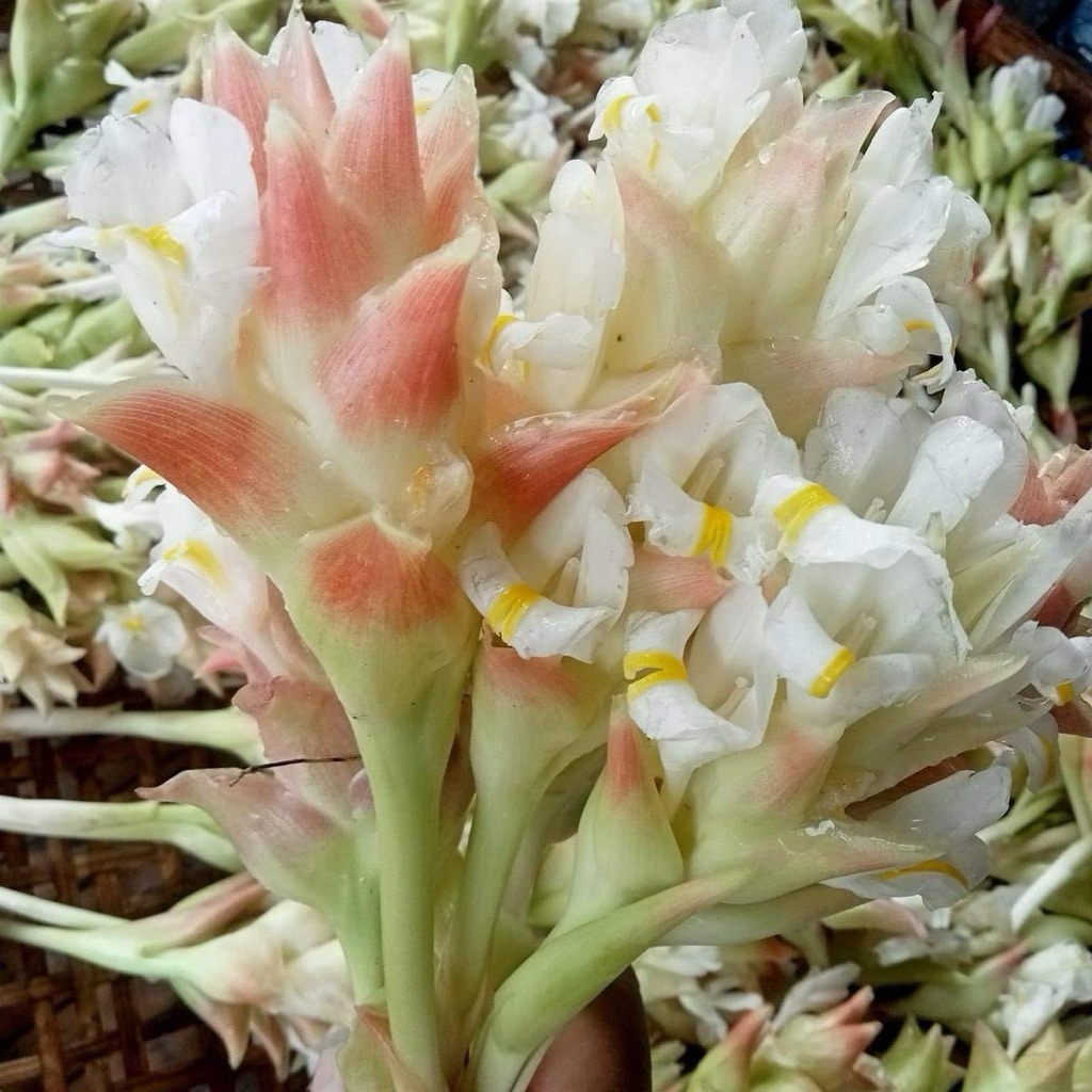 กระเจียวขาวป่าดอกดิน 20หัว100 บาท