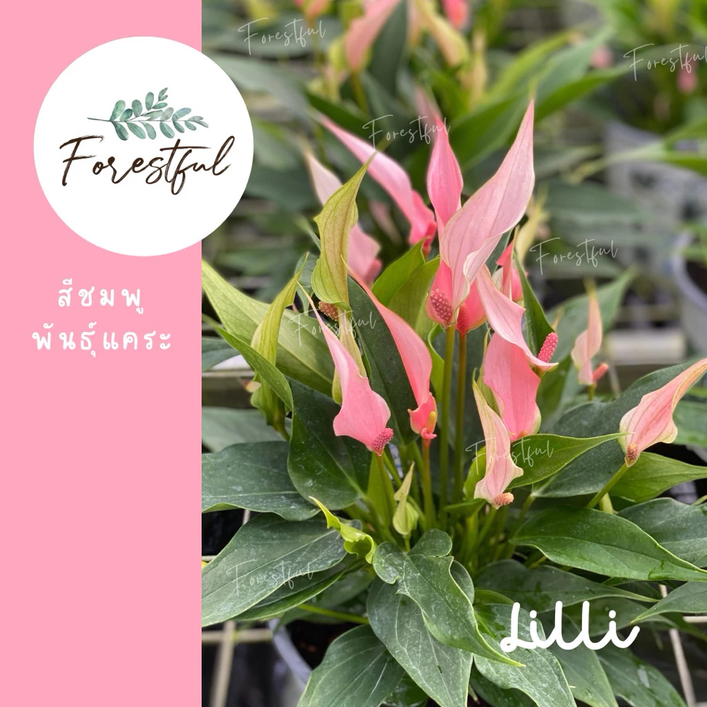🎊ใหม่🎊 หน้าวัวสีชมพูพันธุ์แคระ 🌸 Lilli 🌸 ขนาดกระถาง 7 นิ้ว (สินค้ามีพร้อมส่ง มีดอกตามภาพค่ะ)