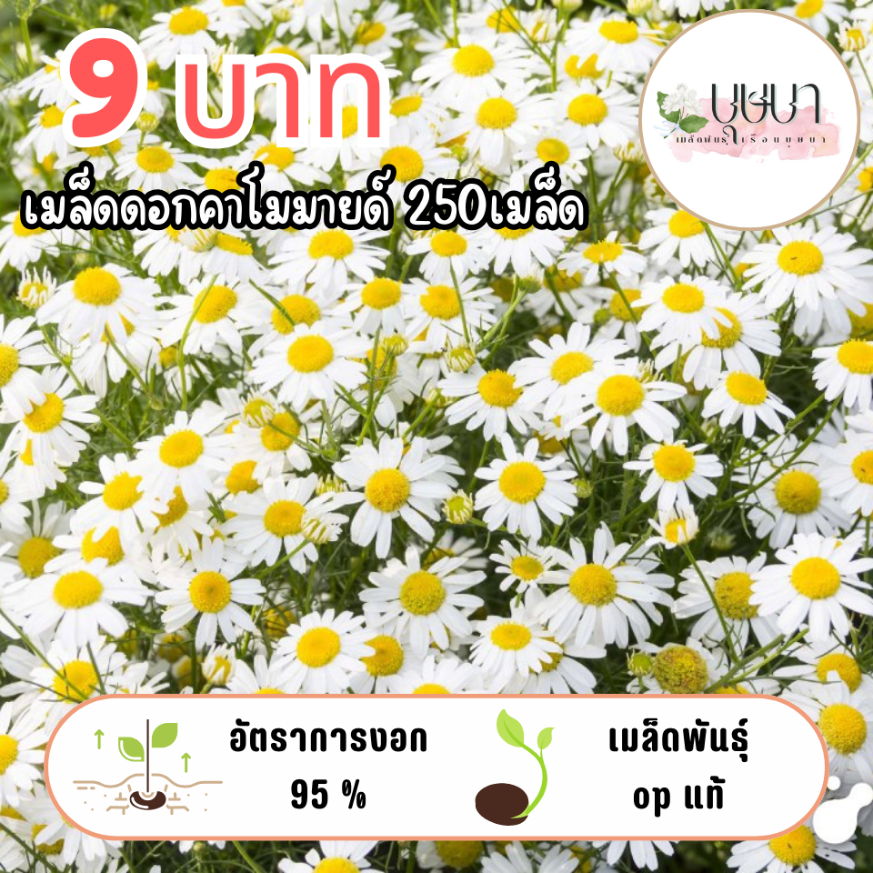 เมล็ดพันธุ์ดอกคาโมมาย 9บาท