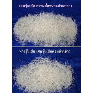 หางวุ้นเส้น เศษวุ้นเส้นค่อนข้างยาว ขนาดบรรจุ 10 กิโลกรัม