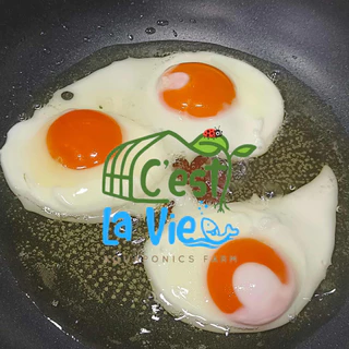 ไข่ไก่ปล่อยอิสระ Free Range Eggs ปลอดสาร สดใหม่จากฟาร์ม อร่อยไข่แดงมันนัว (20 ฟอง/20 eggs)ไซส์ M