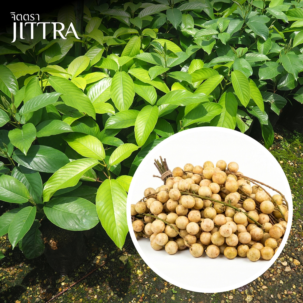 จิตตรา ต้นพันธุ์ละไม รำไพ เสียบยอดสูง 50-70 ซม. รากแน่น โตไว ไม้แปลกหายาก พร้อมส่ง เคลมฟรี