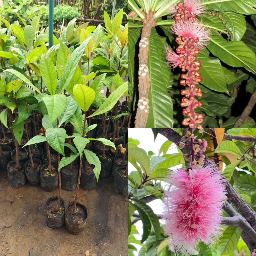 ต้นจิกเศรษฐี สายพันธุ์จิกยอดนิยมแค่ชื่อก็เป็นมหามงคลดอกออกเป็นช่อสายห้อยสีชมพูงามยดย้อยสวยงาม