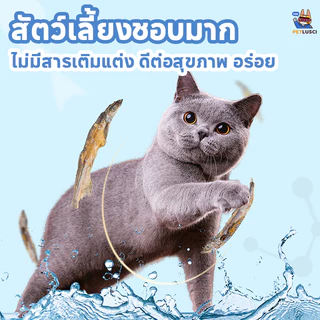 PETLUSCI😻ขนมแมว ปลาแมว ขนมหมา โปรตีนสูง ไม่เค็ม ขนาด 150g ปลอดภัยต่อไต สดใหม่ทุกวัน ไม่ใส่สารกันเสีย สุนัขก็ชอบทาน