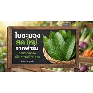 ใบชะมวง สด สะอาด รับประกันคุณภาพ 1 กก.