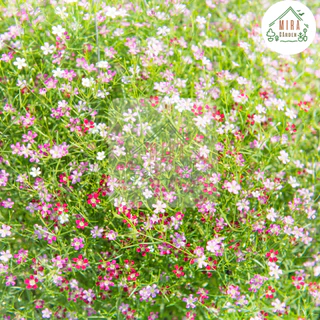 เมล็ดพันธุ์ดอกจิปโซฟิลล่าคละสี 50 เมล็ด