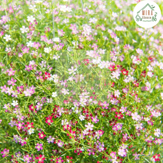 เมล็ดพันธุ์ดอกจิปโซฟิลล่าคละสี 50 เมล็ด