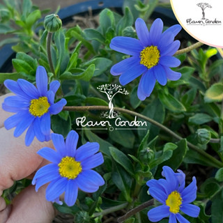 New เดซี่ 💙ดอกสีน้ำเงิน💙 ขนาด 8 นิ้ว ส่งติดดอก ดอกไม้มินิมอล…