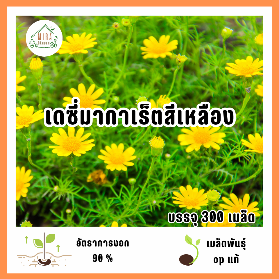 เมล็ดพันธุ์ดอกเดซี่มากาเร็ตสีเหลือง 300 เมล็ด