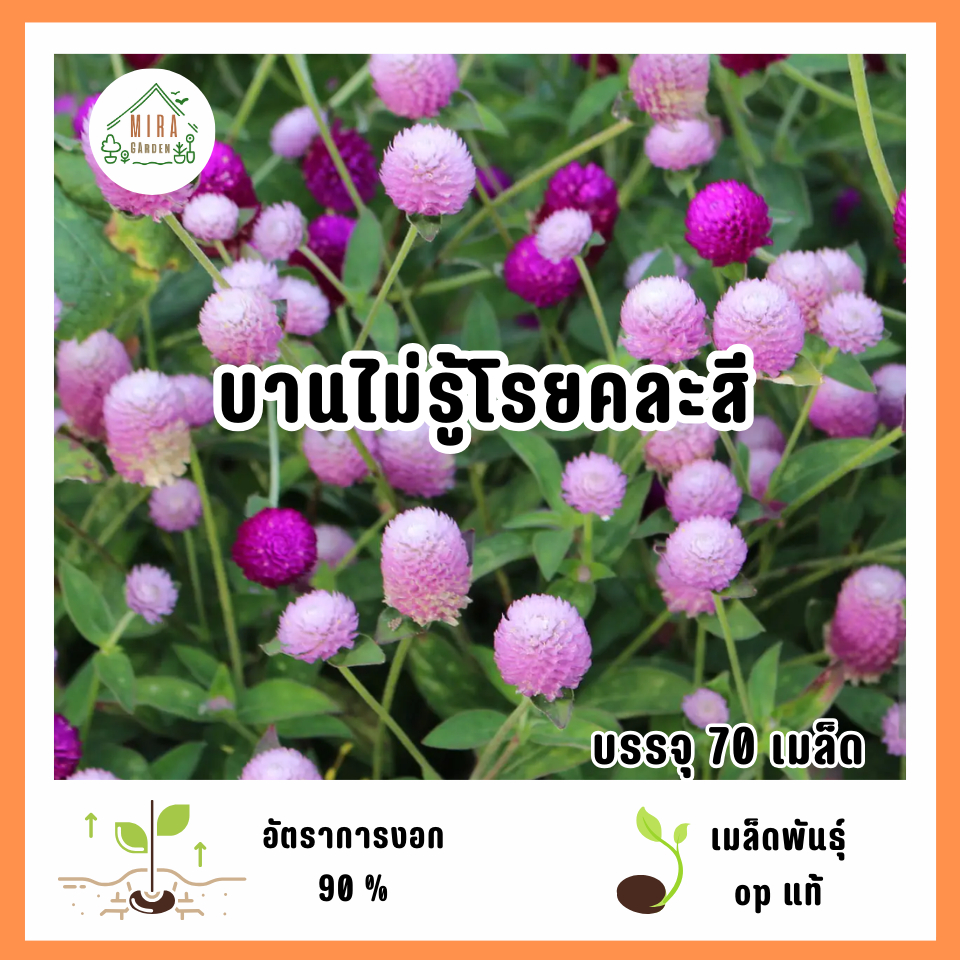 เมล็ดพันธุ์ดอกบานไม่รู้โรยคละสี 70 เมล็ด