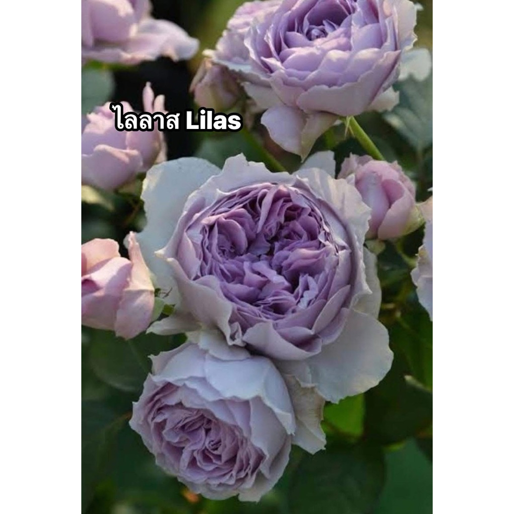 กุหลาบ-ไลลาส “Lilas”  สีม่วงพาสเทล ทรงถ้วย มีกลิ่นหอม