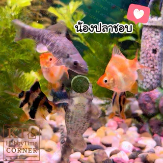 อาหารแปะตู้/เม็ดจม สำหรับปลาและกุ้ง🐠🦞 สาหร่ายสไปรูลิน่า เสริมภูมิคุ้มกัน ช่วยลดความเครียด เพิ่มสีสันของปลา