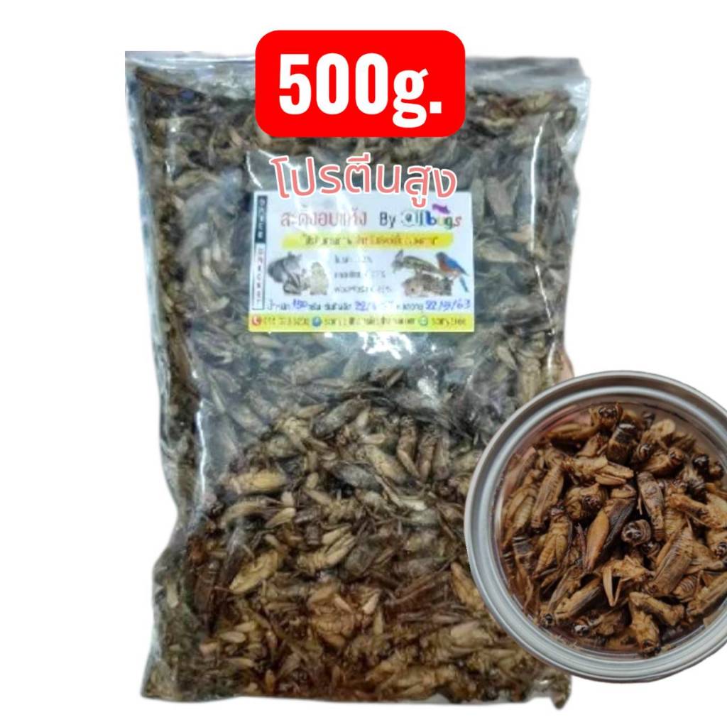 จิ้งหรีดอบแห้ง 500 กรัม โปรตีนสูงเเสนอร่อย ส่งไวราคาย่อมเยาว์