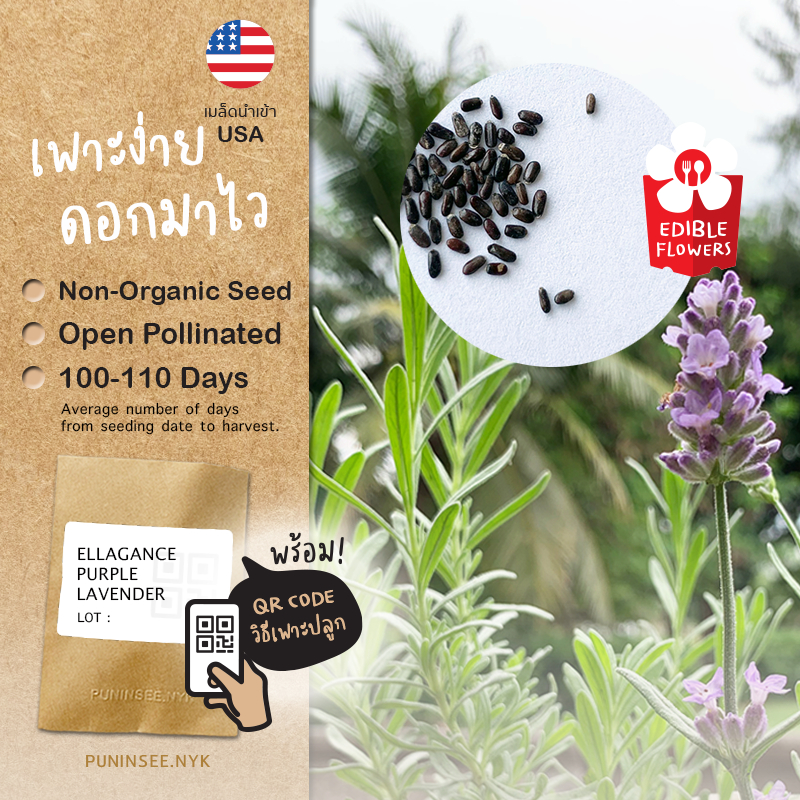 เมล็ดนำเข้า ลาเวนเดอร์ ดอกมาไว Lavender (OP) Ellagance Purple ดอกไม้กินได้ ดึงดูดแมลงดี