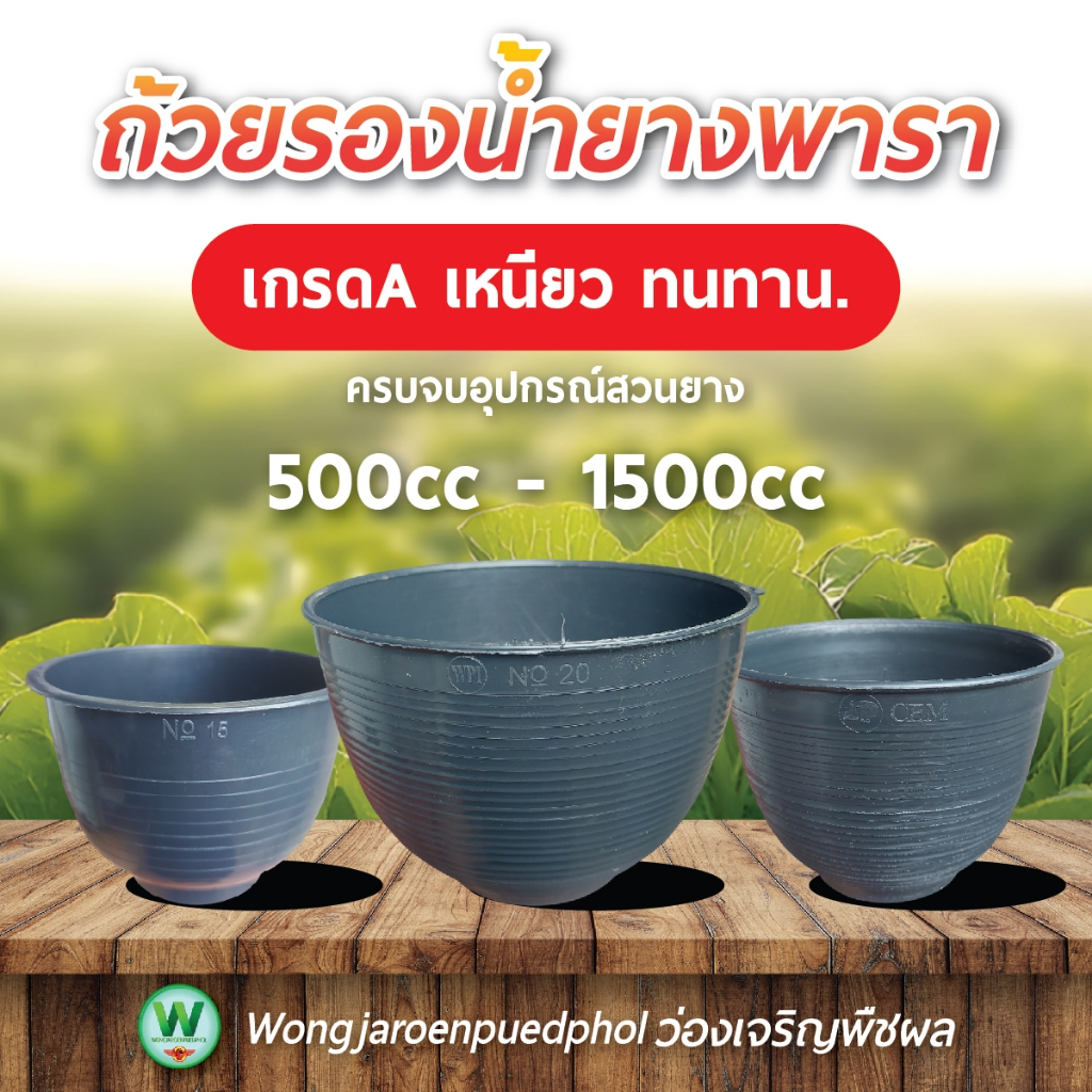 ถ้วยรองน้ำยางพารา [500-1500cc]  ชุด100 ใบ เกรด A หนาพิเศษ ทนทาน ไม่แตกง่าย จอกยางพารา ราคาดี ถูก