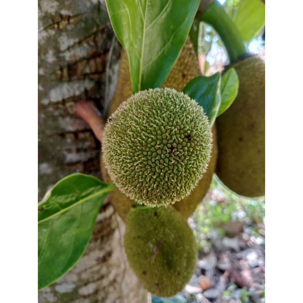 ขนุนอ่อนสำหรับแกง ขนุนอ่อนธรรมชาติ ปลอดสารเคมี