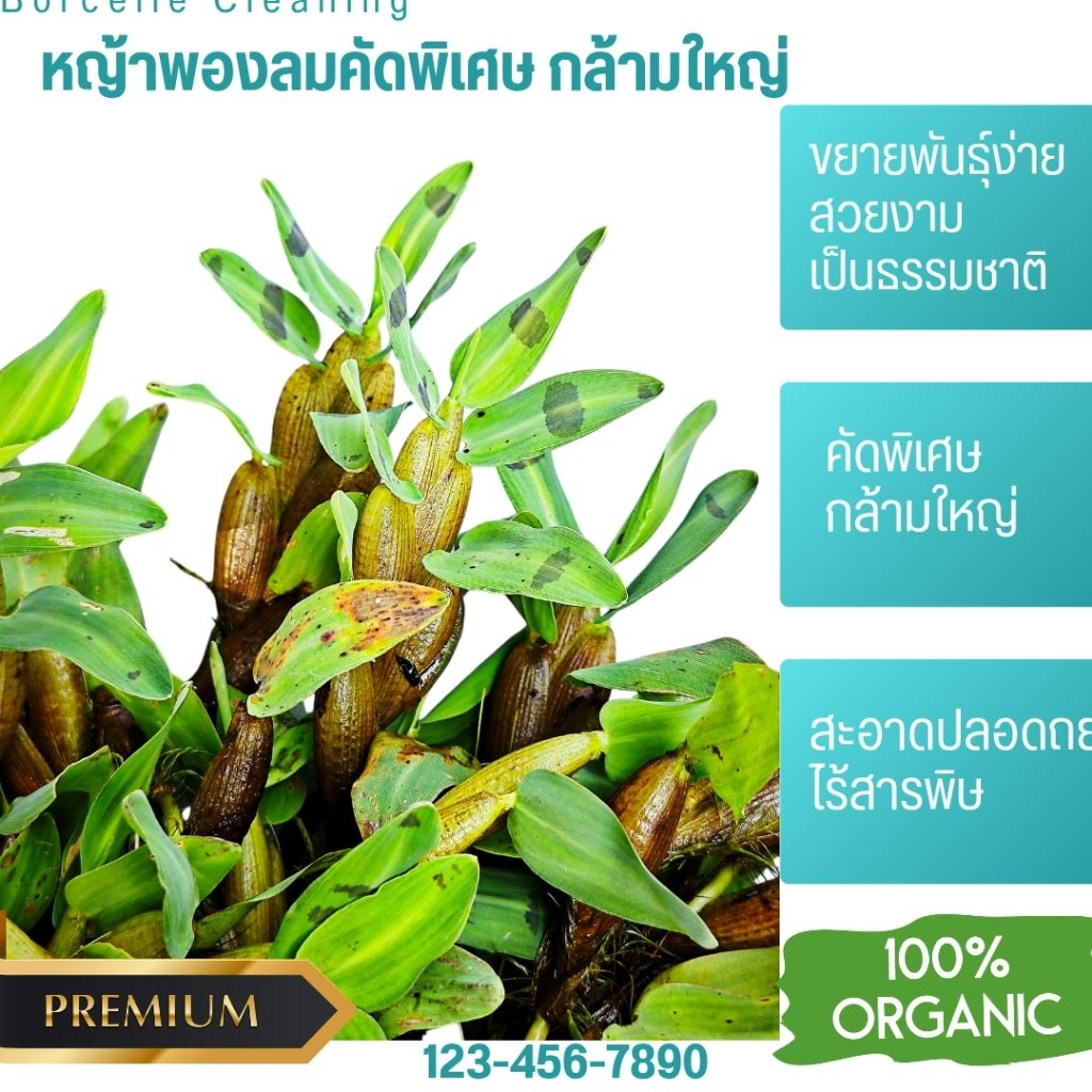 หญ้าพองลม ไผ่น้ำ  คัด พิเศษ  เกรดพรี่เมี่ยม  ก้านอวบใหญ่ใบด่าง สดจากบ่อ ทุกวัน