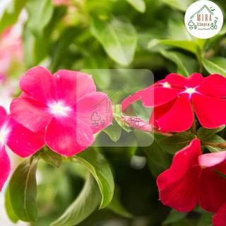 เมล็ดพันธุ์ดอกแพงพวยคละสี 50 เมล็ด