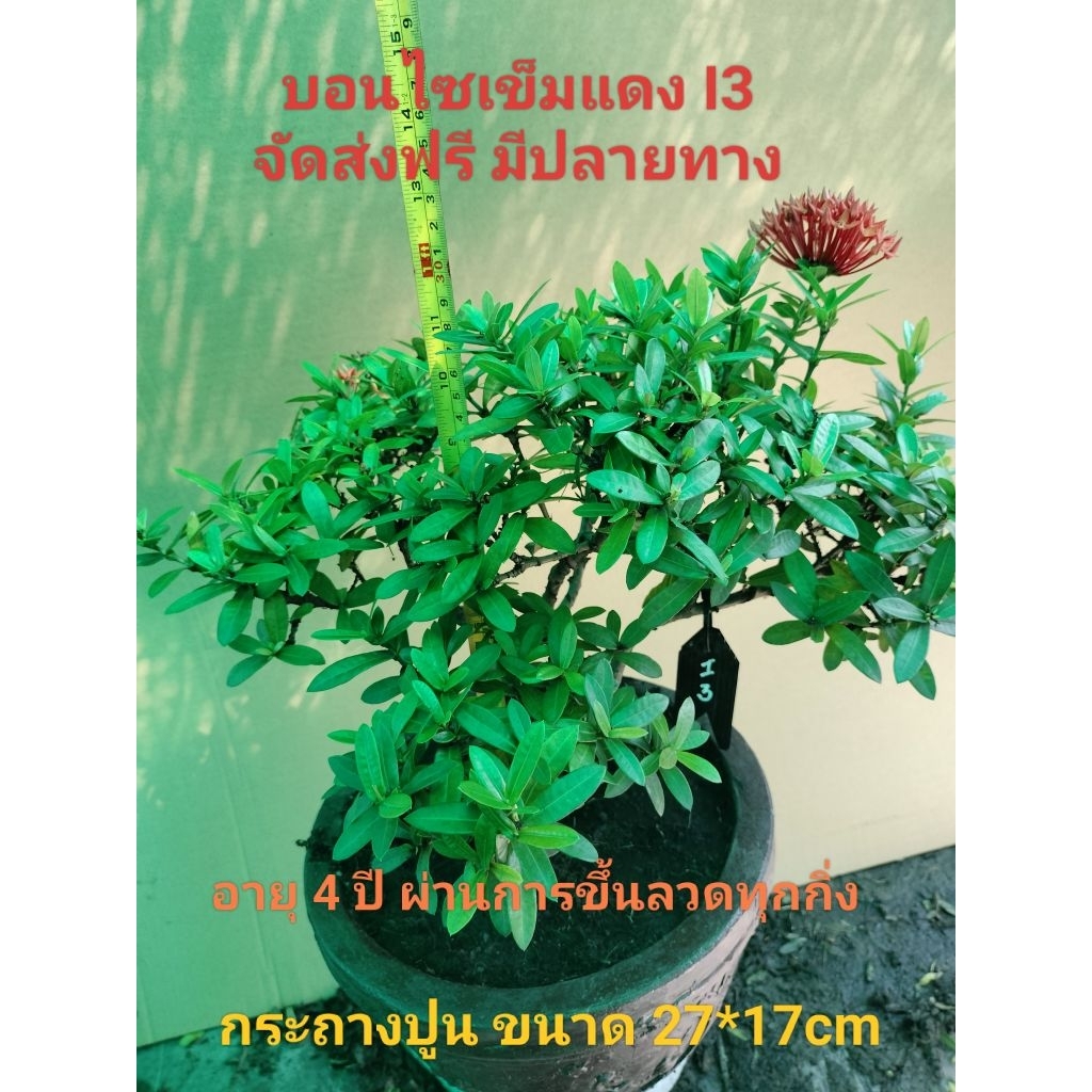 บอนไซเข็มแดง I3 (Ixora)