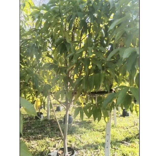 ต้นจำปีใหญ่ สูง 2.5 เมตรขึ้นไป ดอกหอม White Champaka