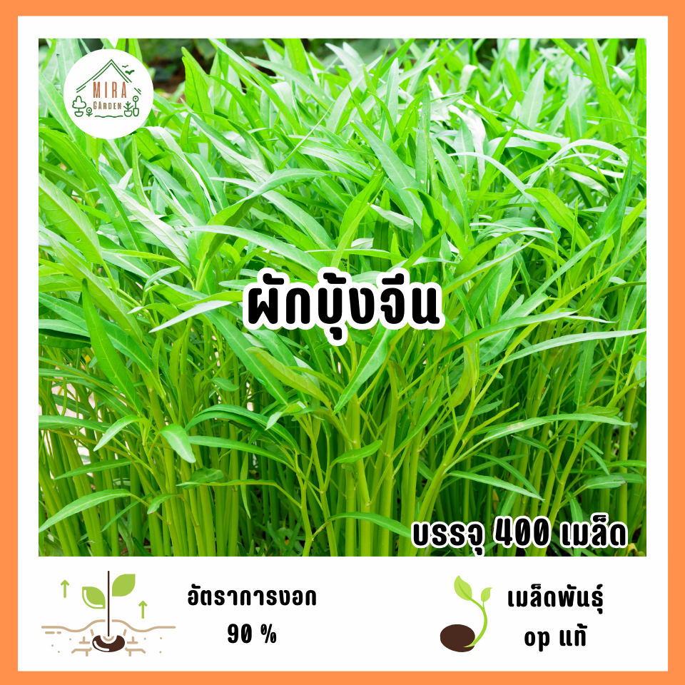 เมล็ดพันธุ์ผักบุ้งจีน 400 เมล็ด