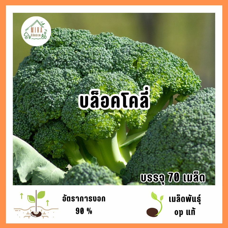 เมล็ดพันธุ์บล็อคโคลี่ 70 เมล็ด