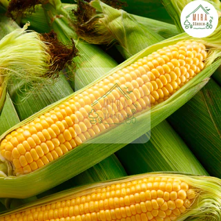 เมล็ดพันธ์ุข้าวโพดเหลืองหวาน 30 เมล็ด