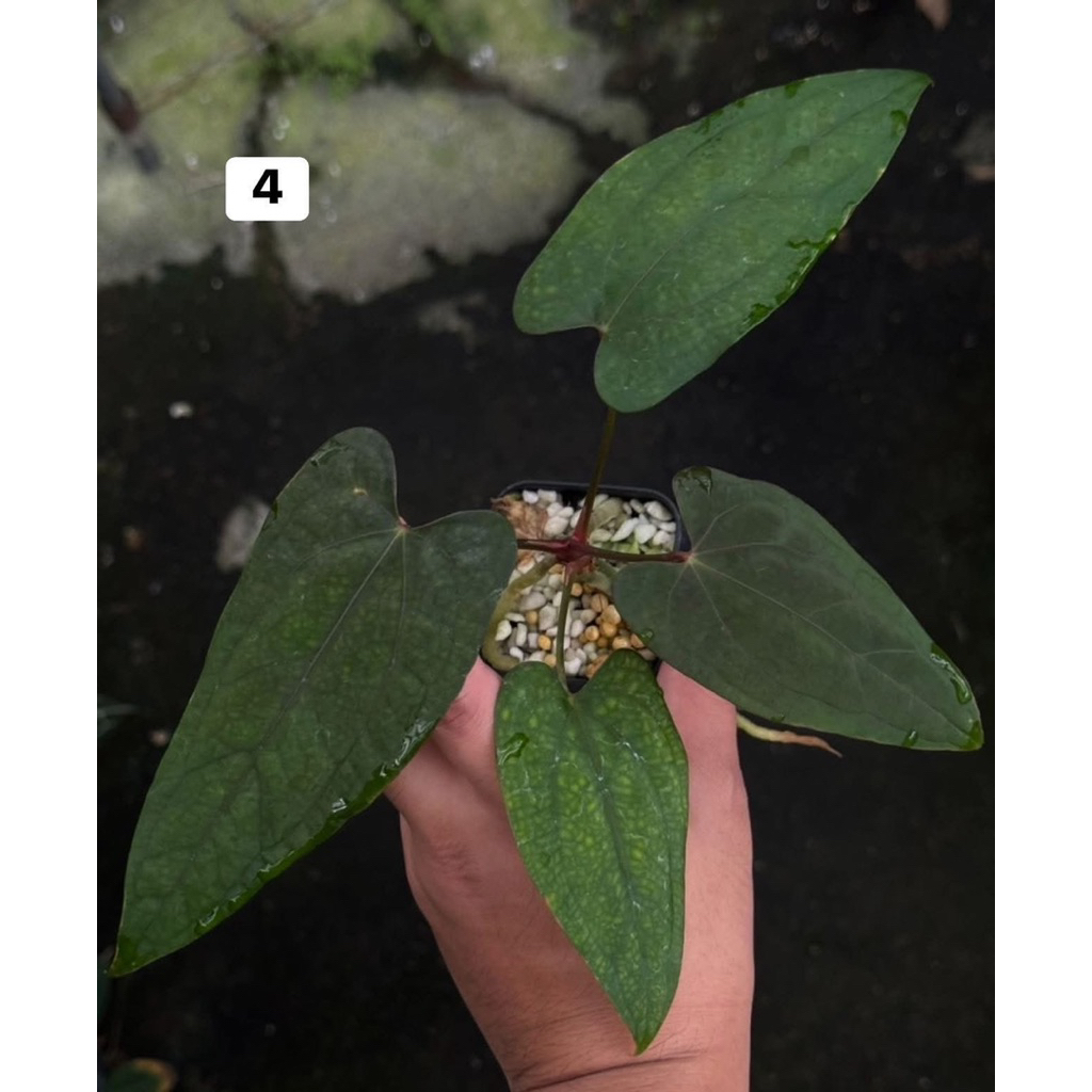 Anthurium Red vein dark phoenix x Pap FS *ทางสวนคัดต้นสวยๆให้**