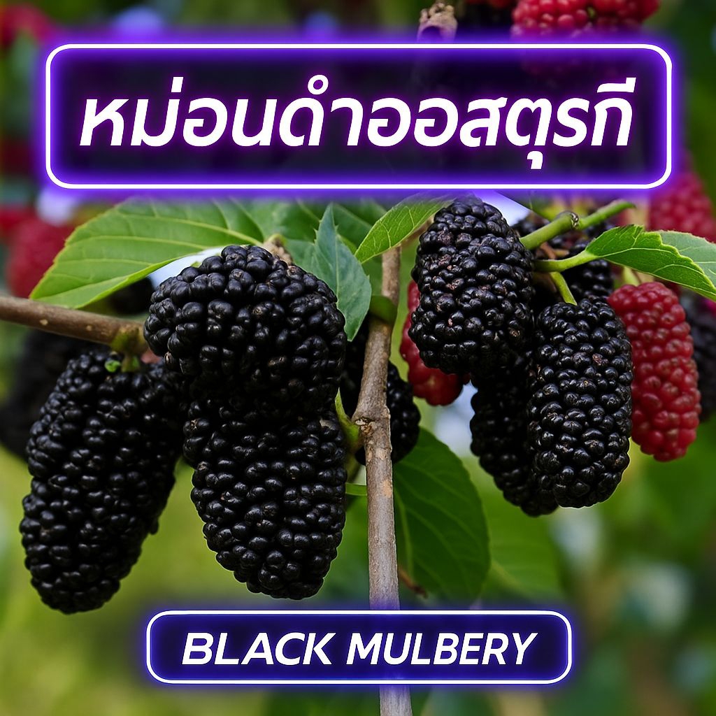 ต้นหม่อนผลดำตุรกี ผลเนื้อเข้ม ฟอร์มต้นสวย หนึ่งชุดประกอบด้วย 3 ต้น