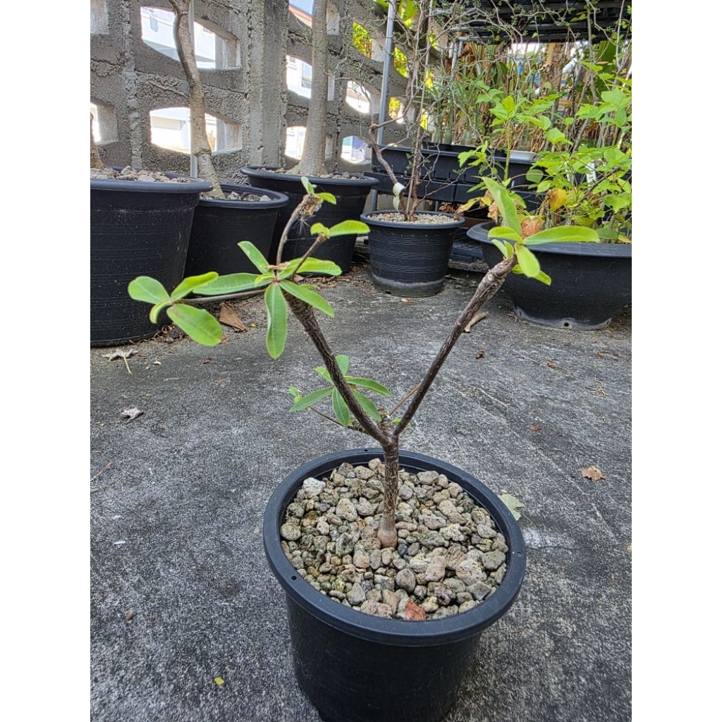 Euphorbia mahabobokensis