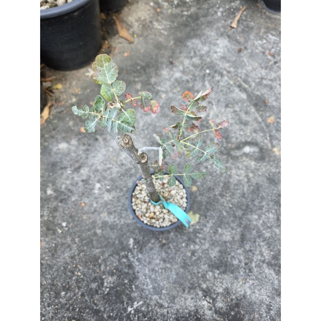 ไม้ยางหอม Boswellia Dioscoridis