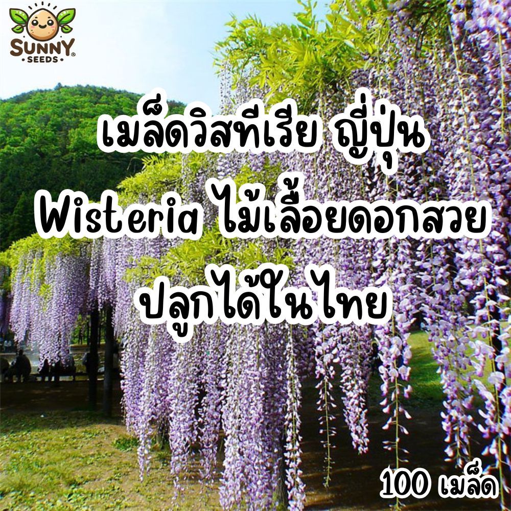 เมล็ดดอกวิสทีเรียญี่ปุ่น Wisteria แท้ ช่อดอกยาวม่วงสวย นำเข้า ปลูกได้ในไทย