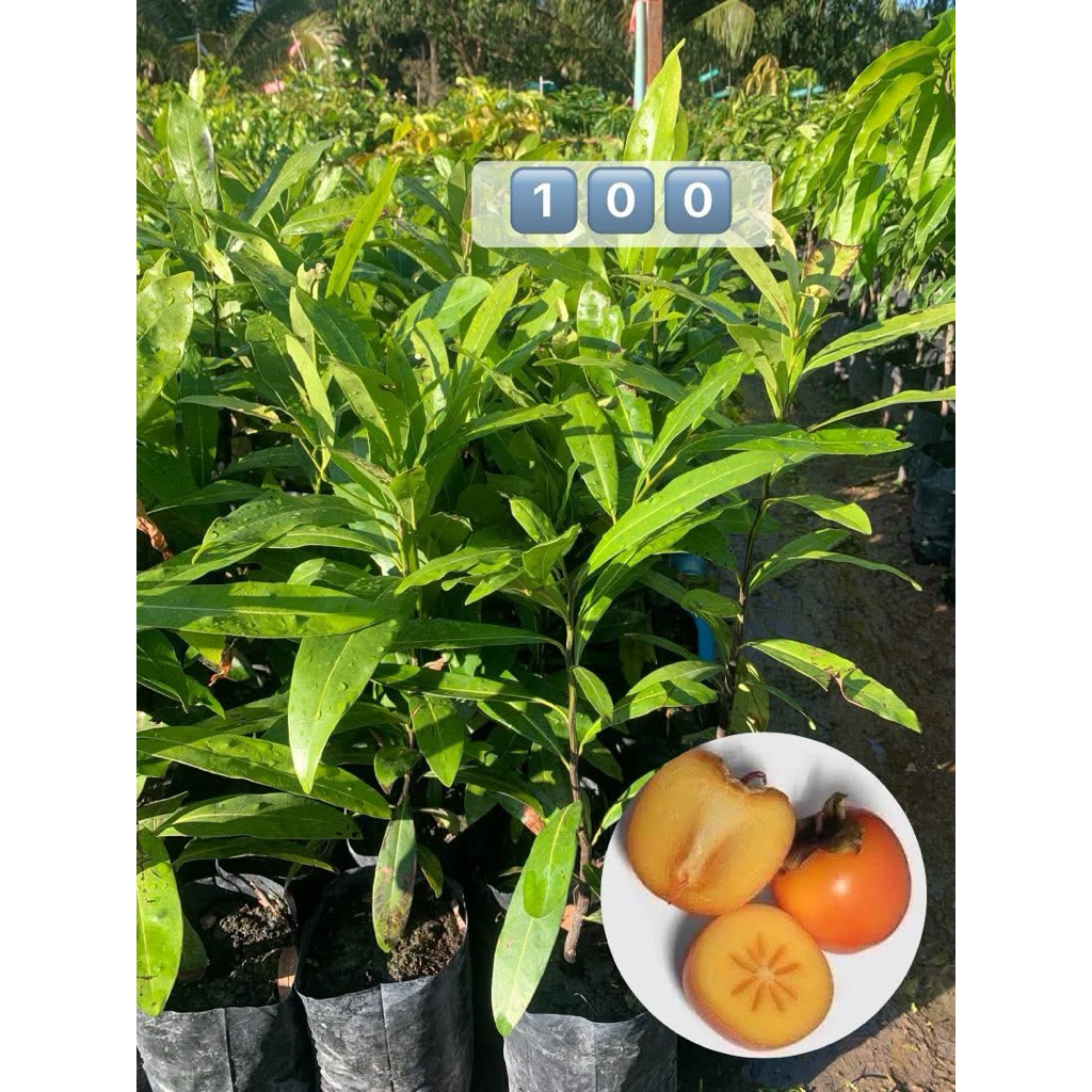 🍊พลับไทย🍊ต้นละ1️⃣0️⃣0️⃣บาท