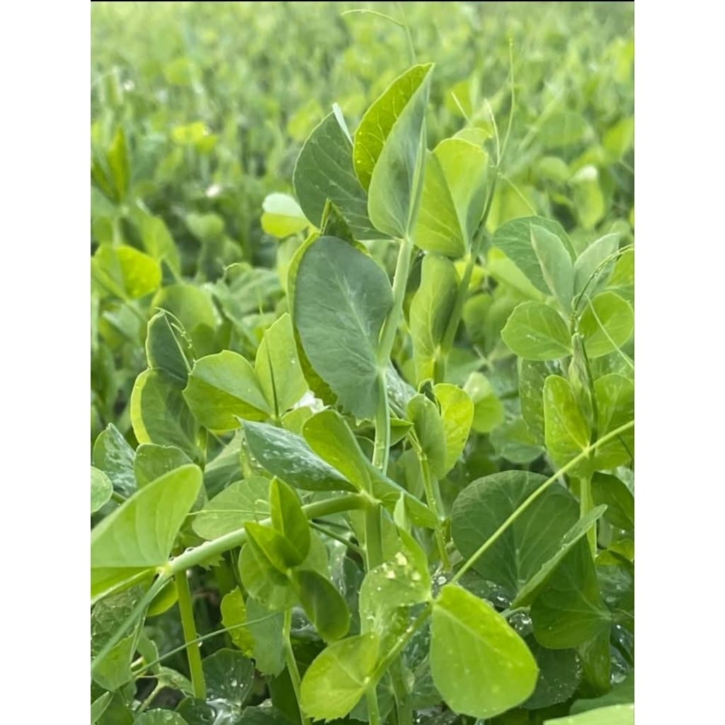 ถั่วลันเตาปลูก  1กิโล(ใบใหญ่) ปลูกกินยอด กินใบ กินฝัก (เมล็ดโต้วเหมี่ยว) - รูปที่ 7