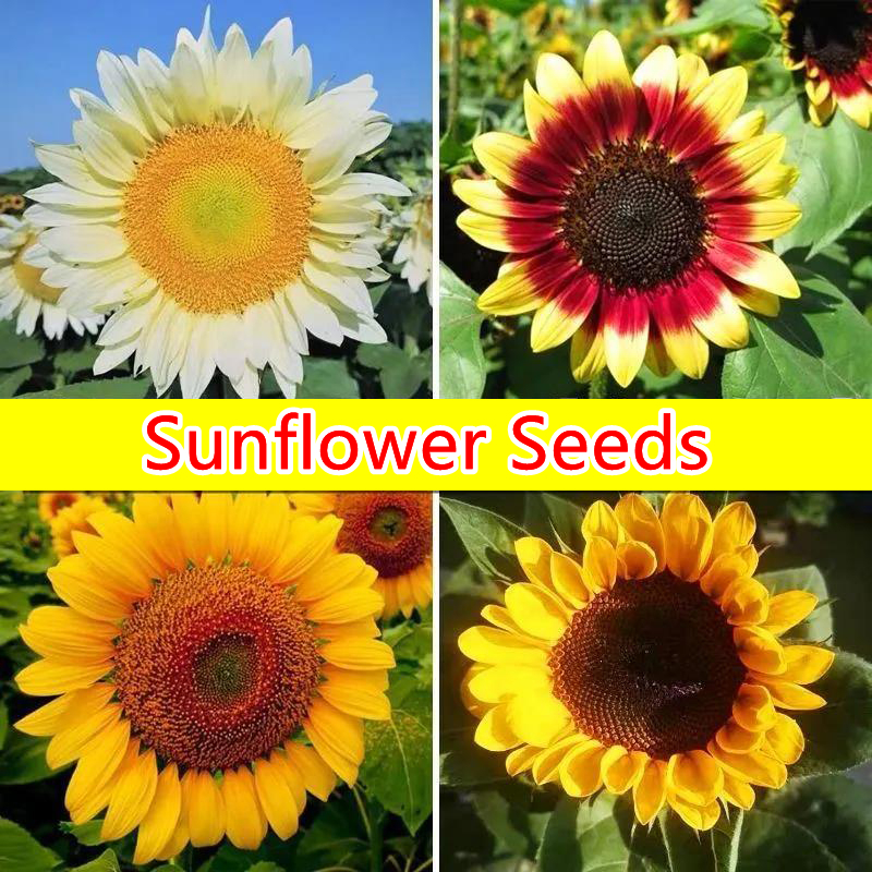 เมล็ดทานตะวันแคระ50เมล็ด/ถุง Sunflower Seed เมล็ดพันธุ์แท้ นำเข้าจากต่างประเทศ ปลูกง่าย