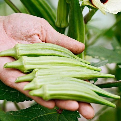 Okra Seeds 20เมล็ด/แพ็ค เมล็ดกระเจี๊ยบเขียว ของแท้ 100% ปลูกง่าย อัตรางอกสูง Okra Plant Vegetable Se