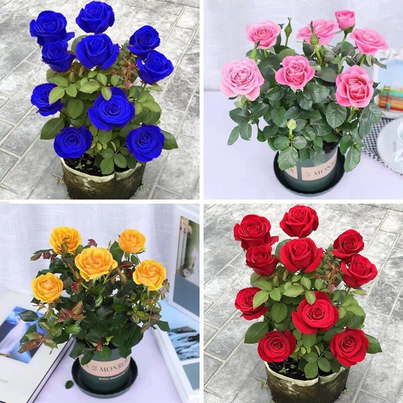 คละสี 100เมล็ด/ซอง เมล็ดพันธุ์ ดอกกุหลาบ Rainbow Rose Seeds Rose Flower Seeds for Planting Rose Plan