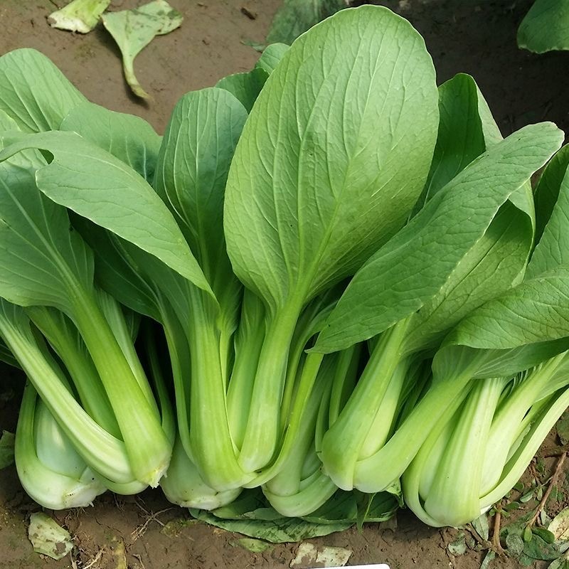 ผักเบบี้ฮ้องเต้ เมล็ดพันธุ์ Pak Choi Seed - กวางตุ้งฮ่องเต้ เมล็ด กวางตุ้ง งอกง่าย 300เมล็ด/ซอง คุณภาพดี ราคาถูก ของแท้