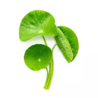 เมล็ดพันธุ์ใบบัวบก บรรจุ 100 เมล็ด
