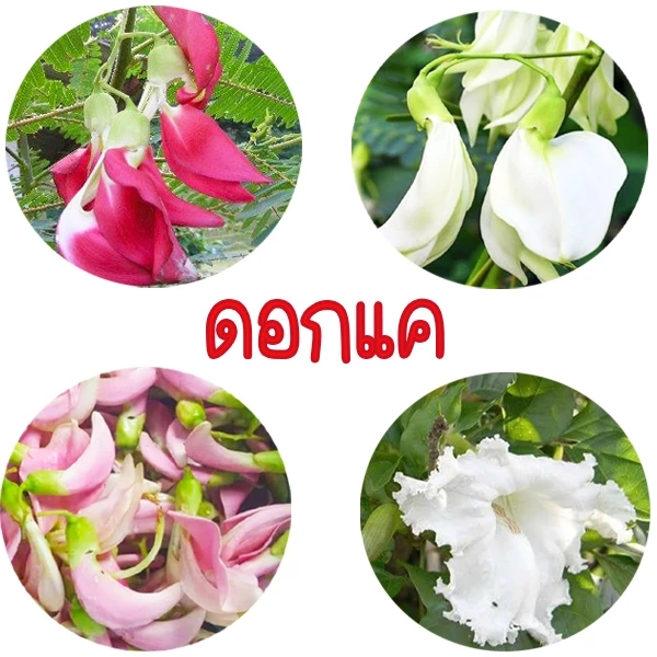 ดอกแค📌10แถม1📌ทุกสายพันธุ์🎯ถูกที่สุด12บ.🎯เมล็ดพันธุ์ดอกแคทุกสายพันธุ์ 3-10 เมล็ด🎄งอกง่าย🎈โตไว☘️ดอกดก🌱ทานอร่อย
